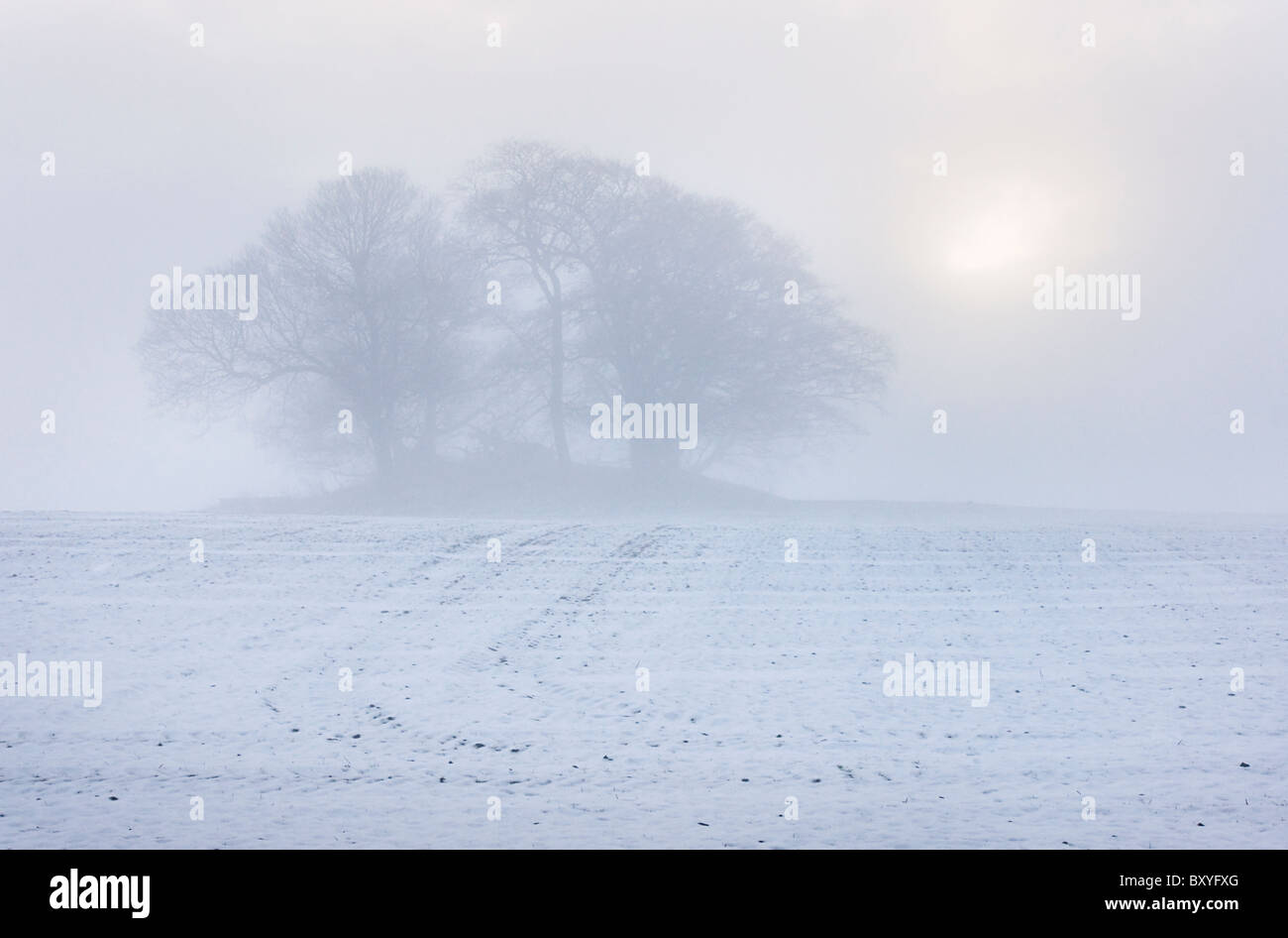 Hunton Clump, near Catterick, seen on a foggy winter day. Stock Photo