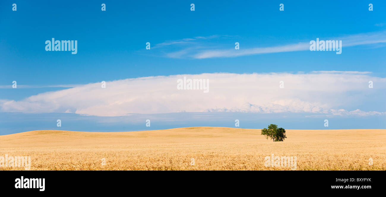 Tree growing on field hi-res stock photography and images - Alamy