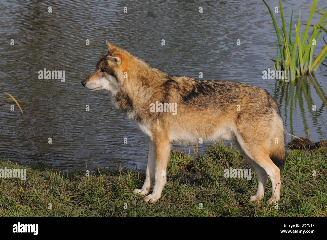 Gray wolf lake hi-res stock photography and images - Alamy