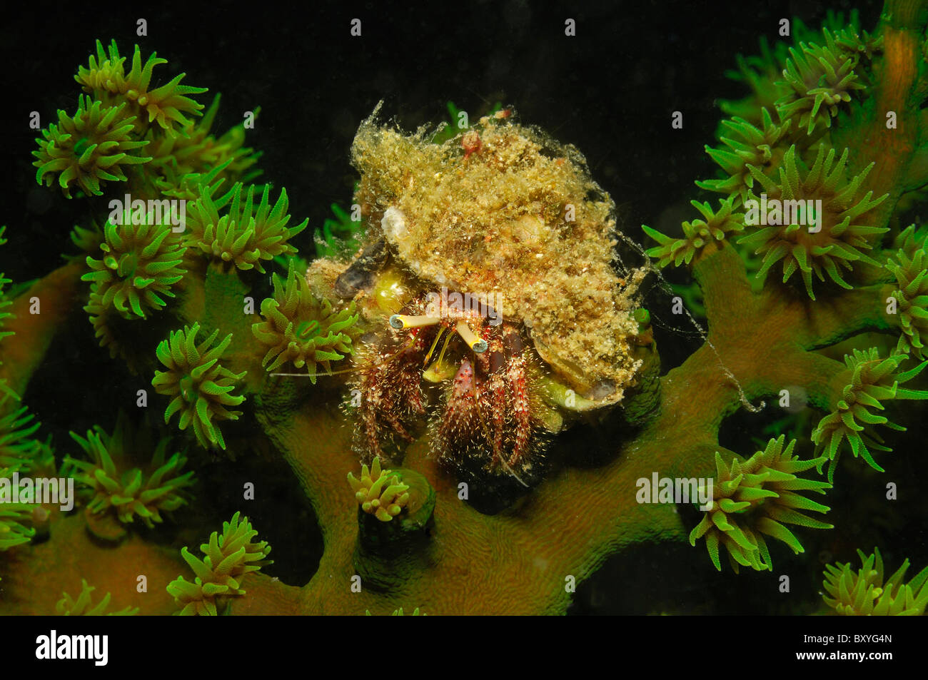 Hermit Crab on Green Tube Coral, Aniculus sp., Tubastrea micrantha, Triton Bay, West Papua, Indonesia Stock Photo