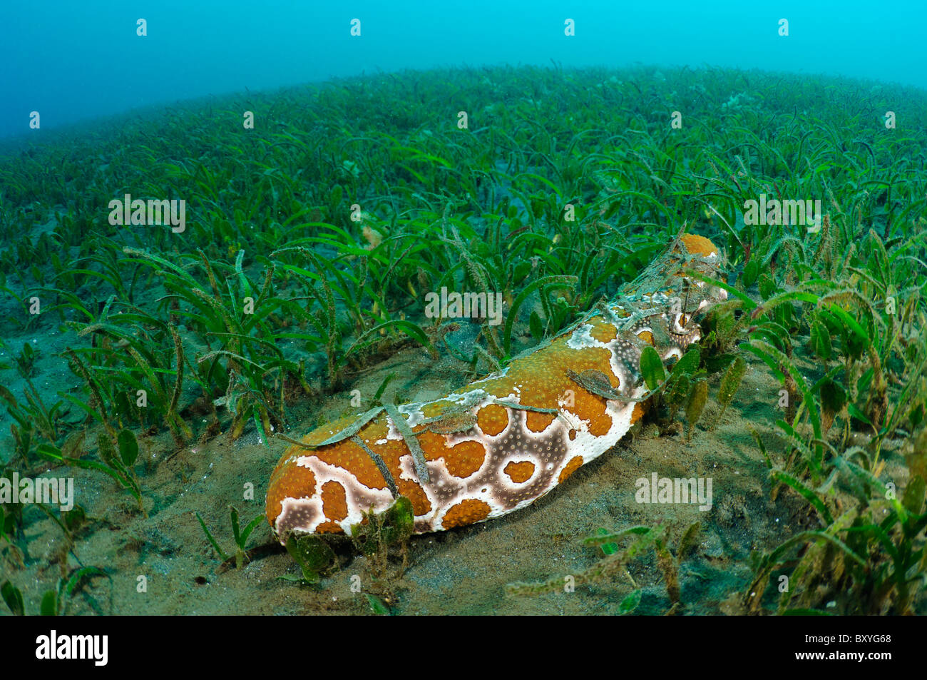 Eyed sea cucumber in eel grass, Manado, Sulawesi, Indonesia. Stock Photo