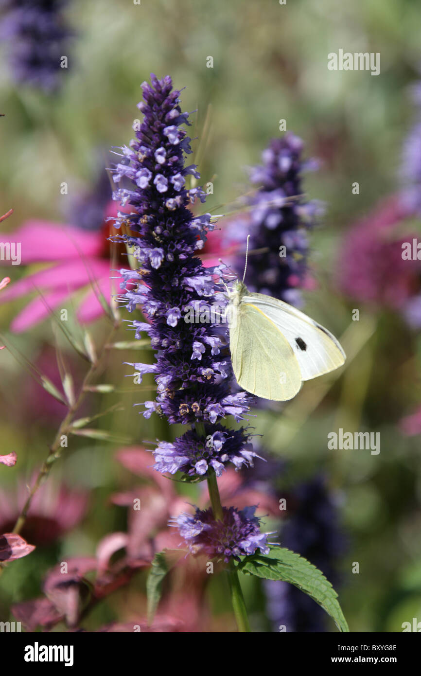 RHS Tatton, Cheshire. Close up view of a Cabbage White butterfly in the RHS Tatton display garden ‘A Banquet for Birds’. Stock Photo