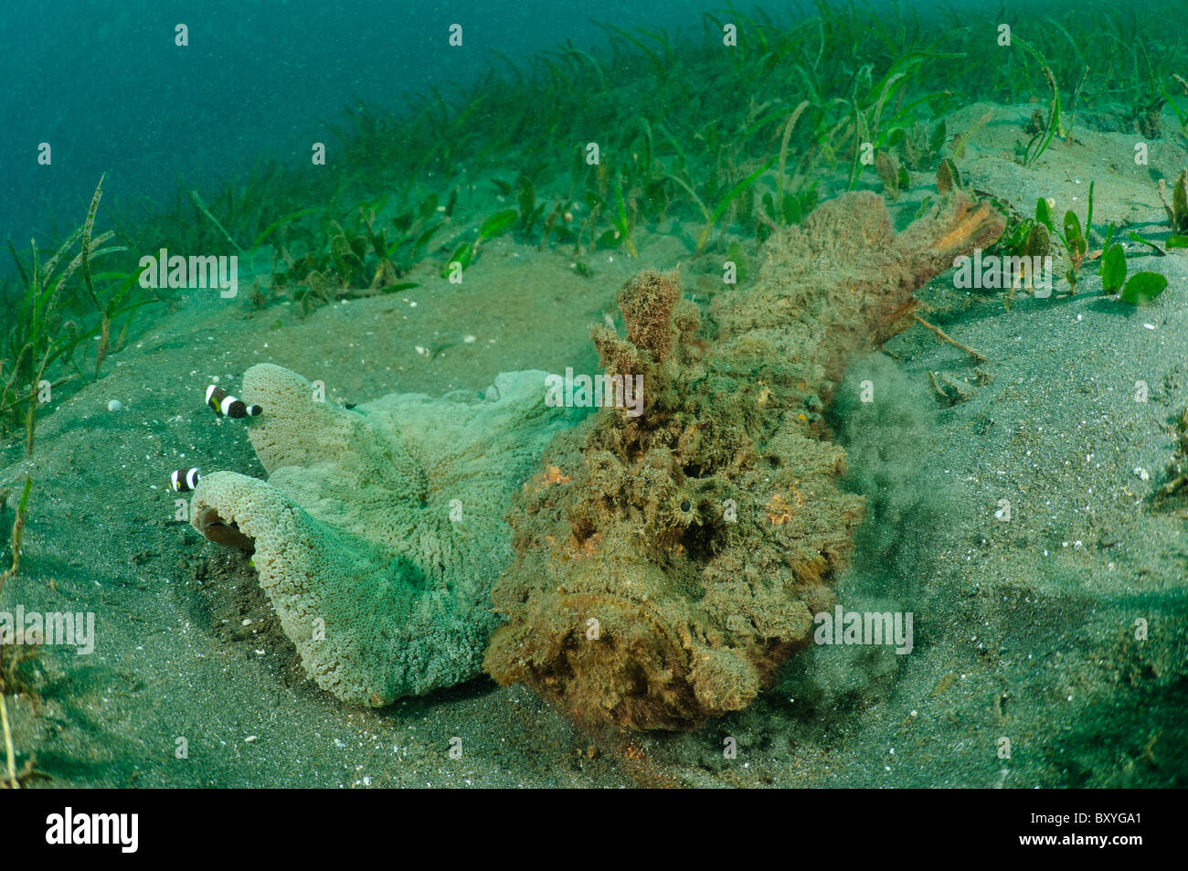 An estuarine stonefish burying itself alongside an anemone, Manado, Sulawesi, Indonesia. Stock Photo