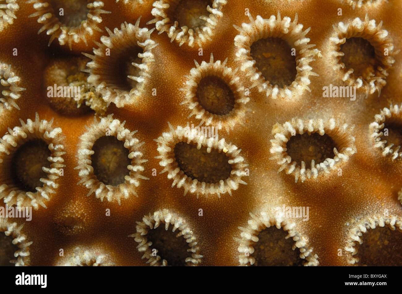 Detail of Encrusting Zoanthid, Palythoa tuberculata, Triton Bay, West Papua, Indonesia Stock Photo