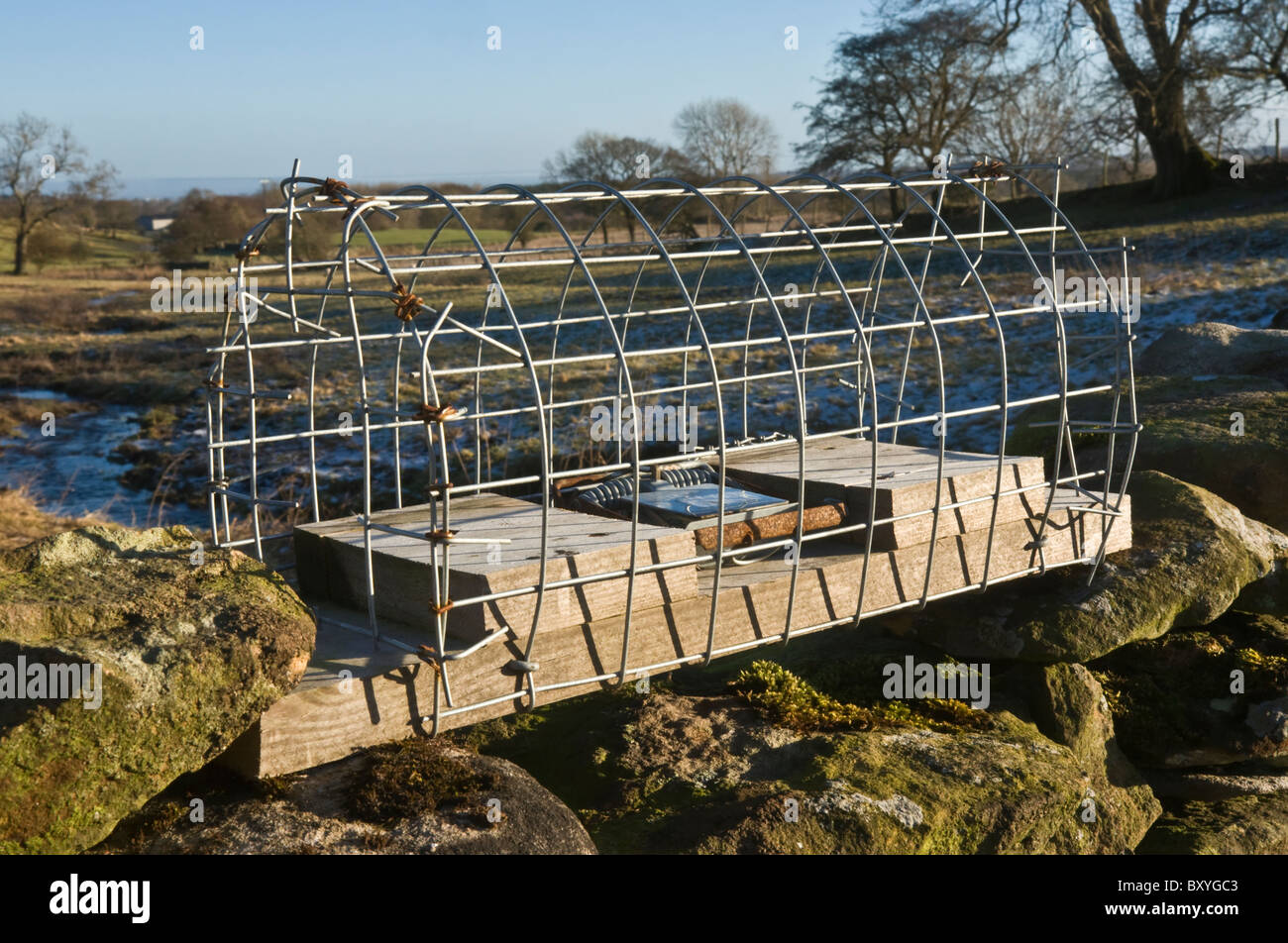 Fenn Trap built into a wire tunnel and sitting on top of a dry stone wall. Stock Photo