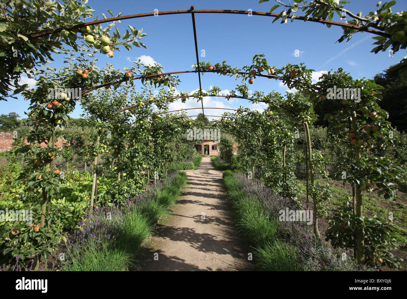 Estate of Tatton Park, England. Summer view of apples in Tatton Park Vegetable Garden. Stock Photo