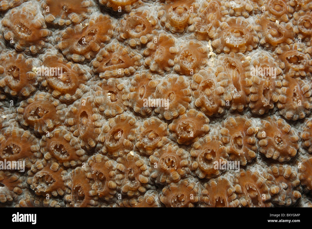 Polyps of Star Coral, Favia sp., Raja Ampat, West Papua, Indonesia Stock Photo