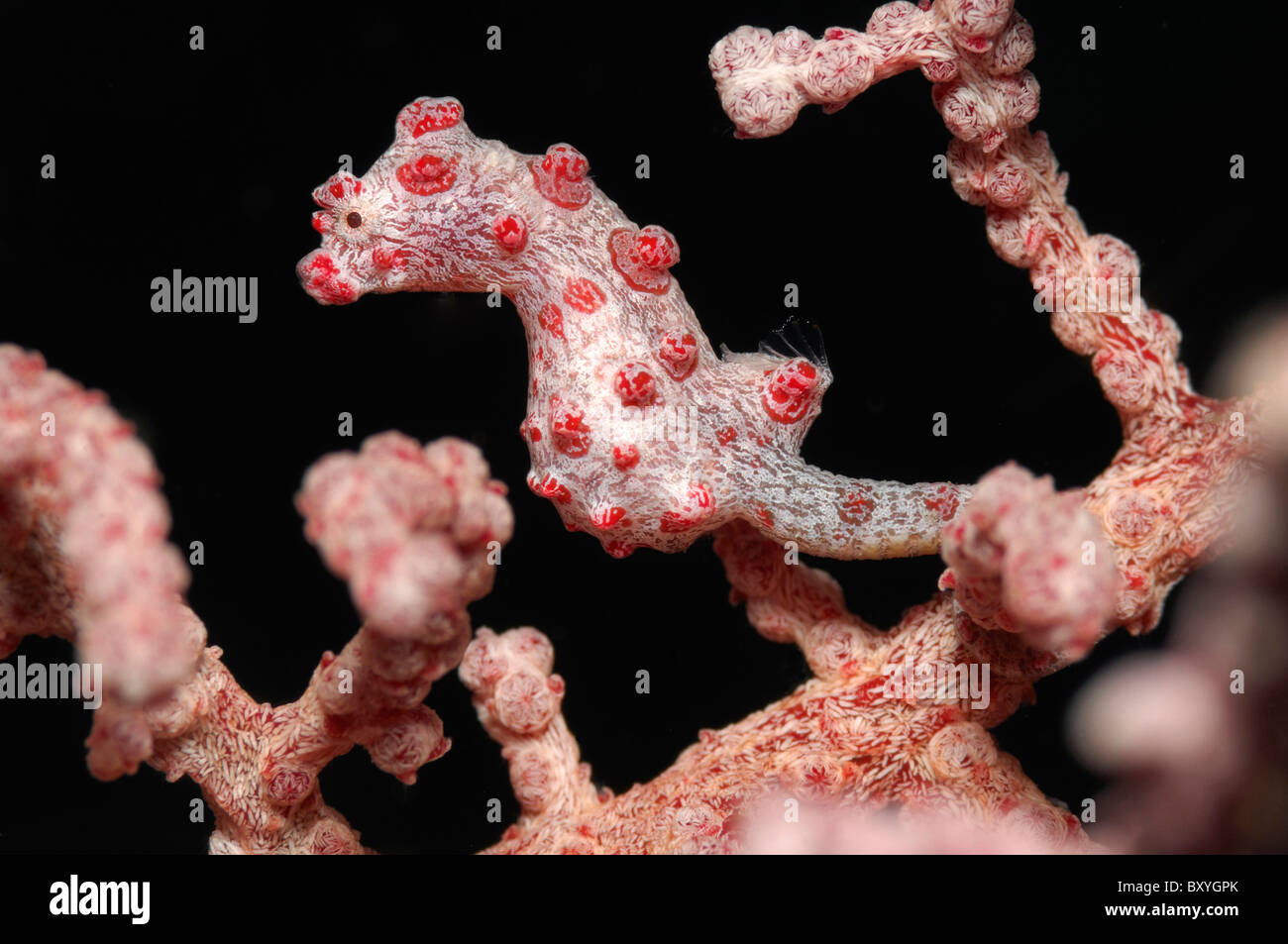 Bargibanti Pygmy Seahorse, Hippocampus bargibanti, Raja Ampat, West Papua, Indonesia Stock Photo