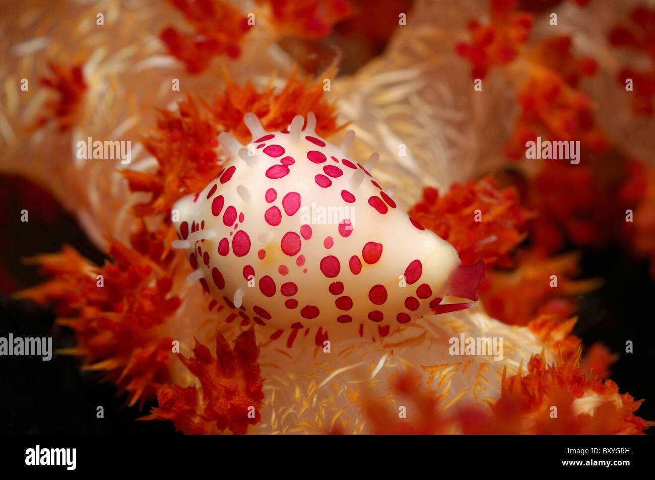 Ovulid Snail on Soft Coral, Pseudosimnia marginata, Raja Ampat, West