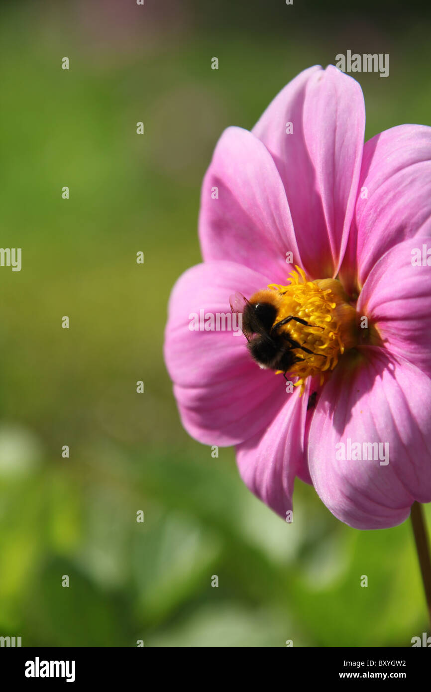 Bumble bee cosmos flower hi-res stock photography and images - Alamy