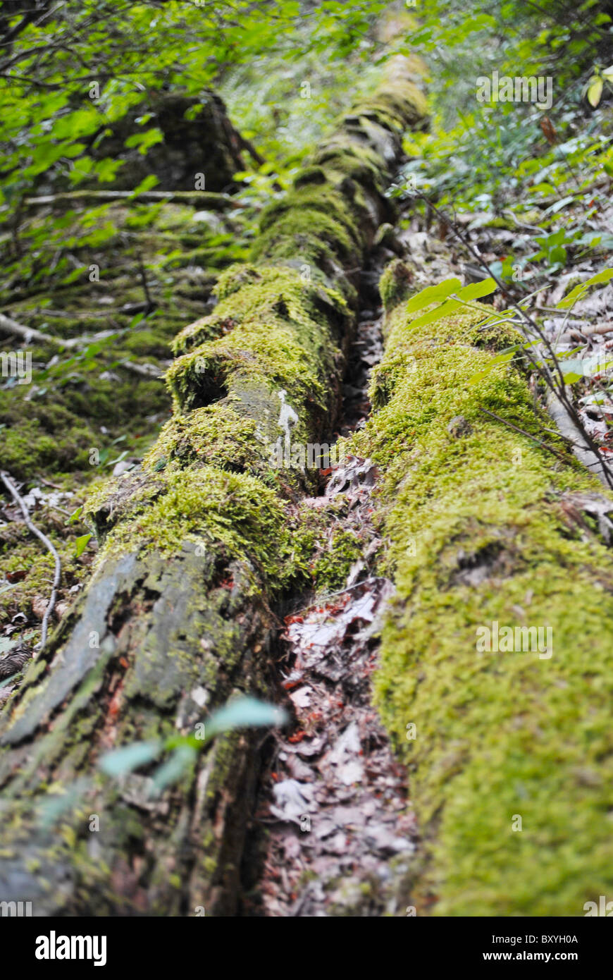 pine tree fell covered with moss Stock Photo Alamy