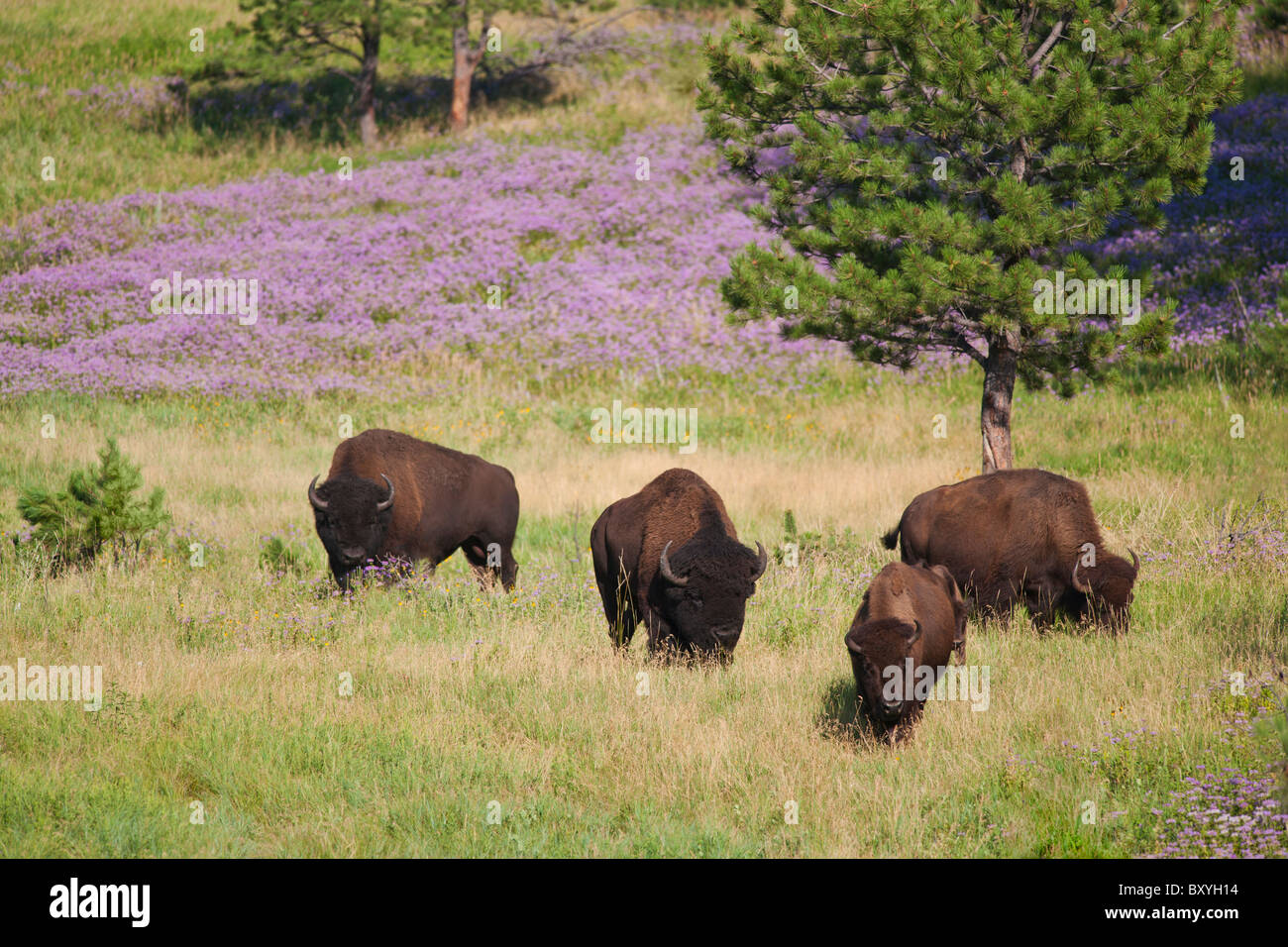 American bison (Bison bison) herd grazing in Custer State Park Stock Photo