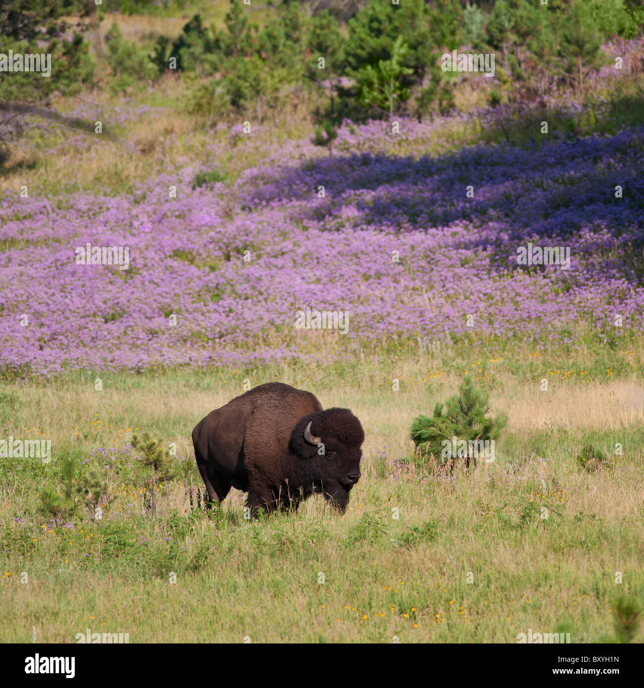 American bison (Bison bison) in Custer State Park Stock Photo