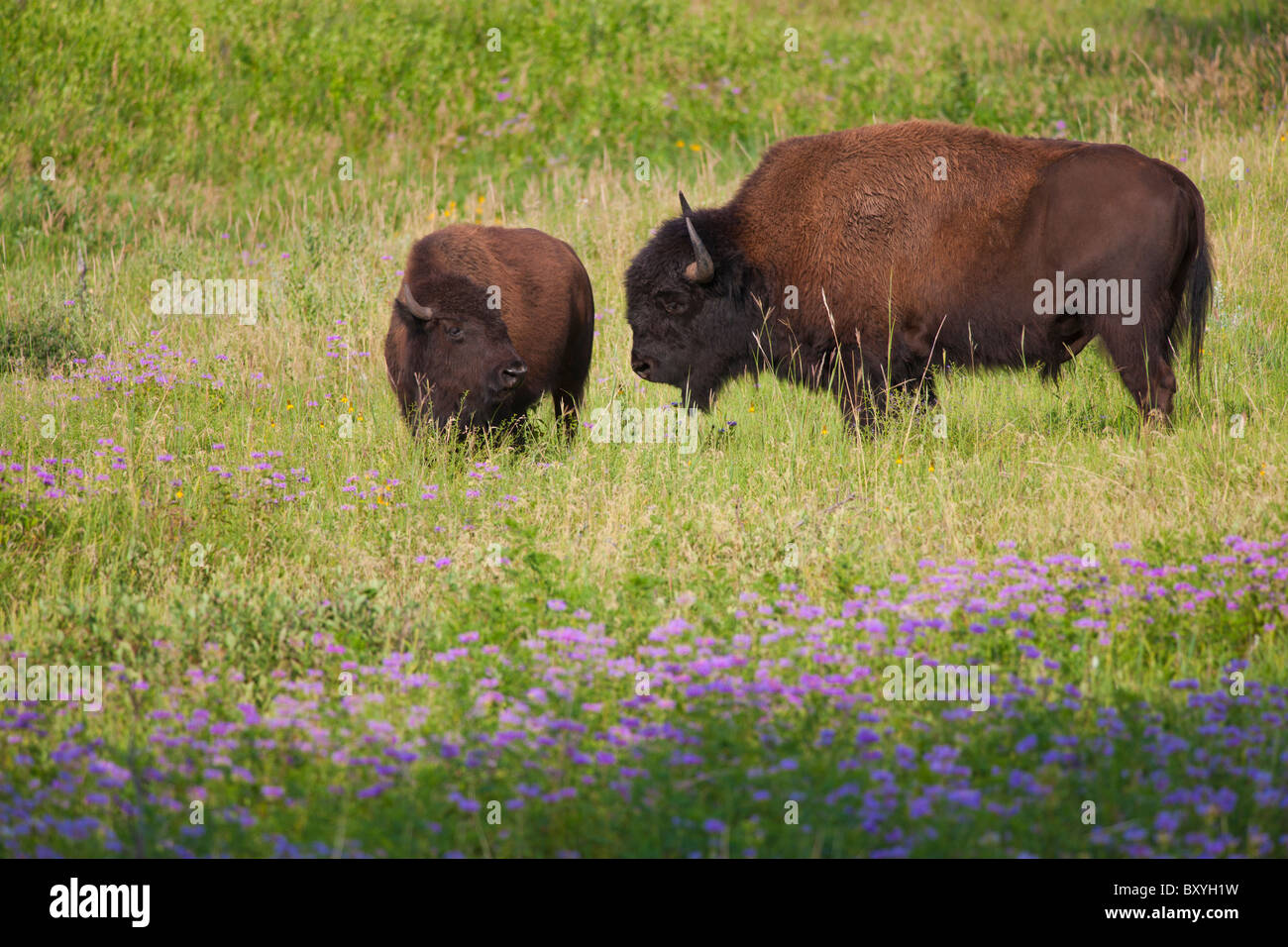 American bison (Bison bison) with calf in Custer State Park Stock Photo