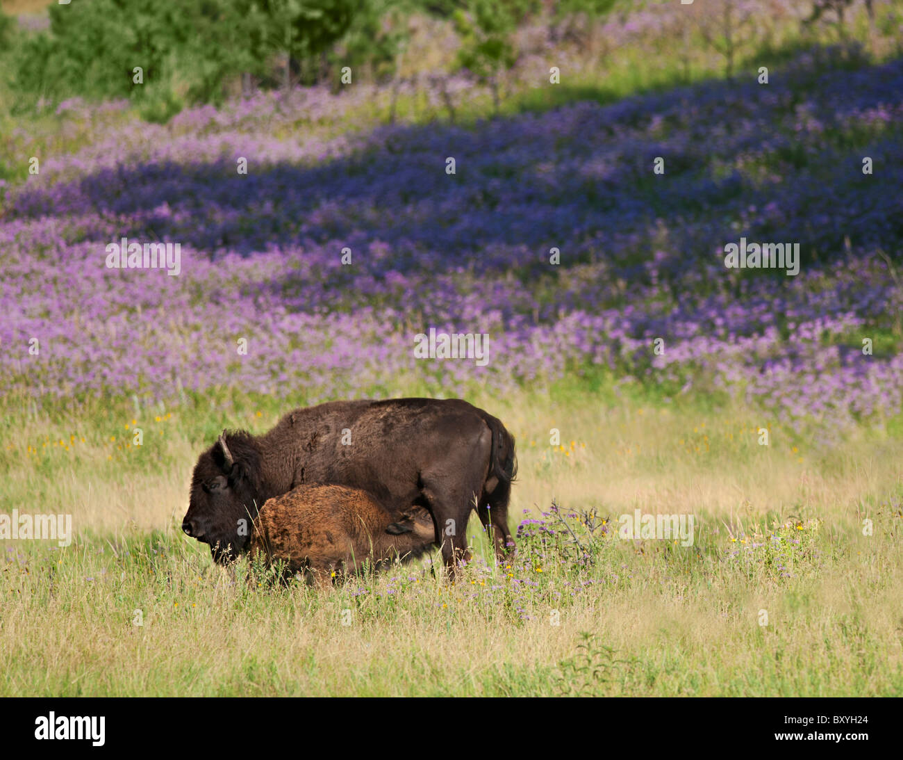 American bison (Bison bison) with suckling calf in Custer State Park Stock Photo