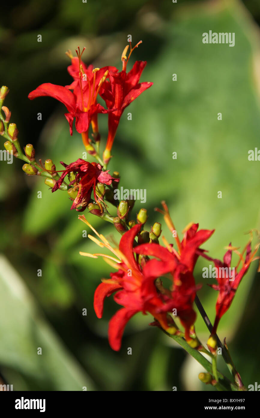 Weeping Ash Garden, England. Close up summer view of Crocosmia Lucifer in bloom at Weeping Ash Gardens. Stock Photo
