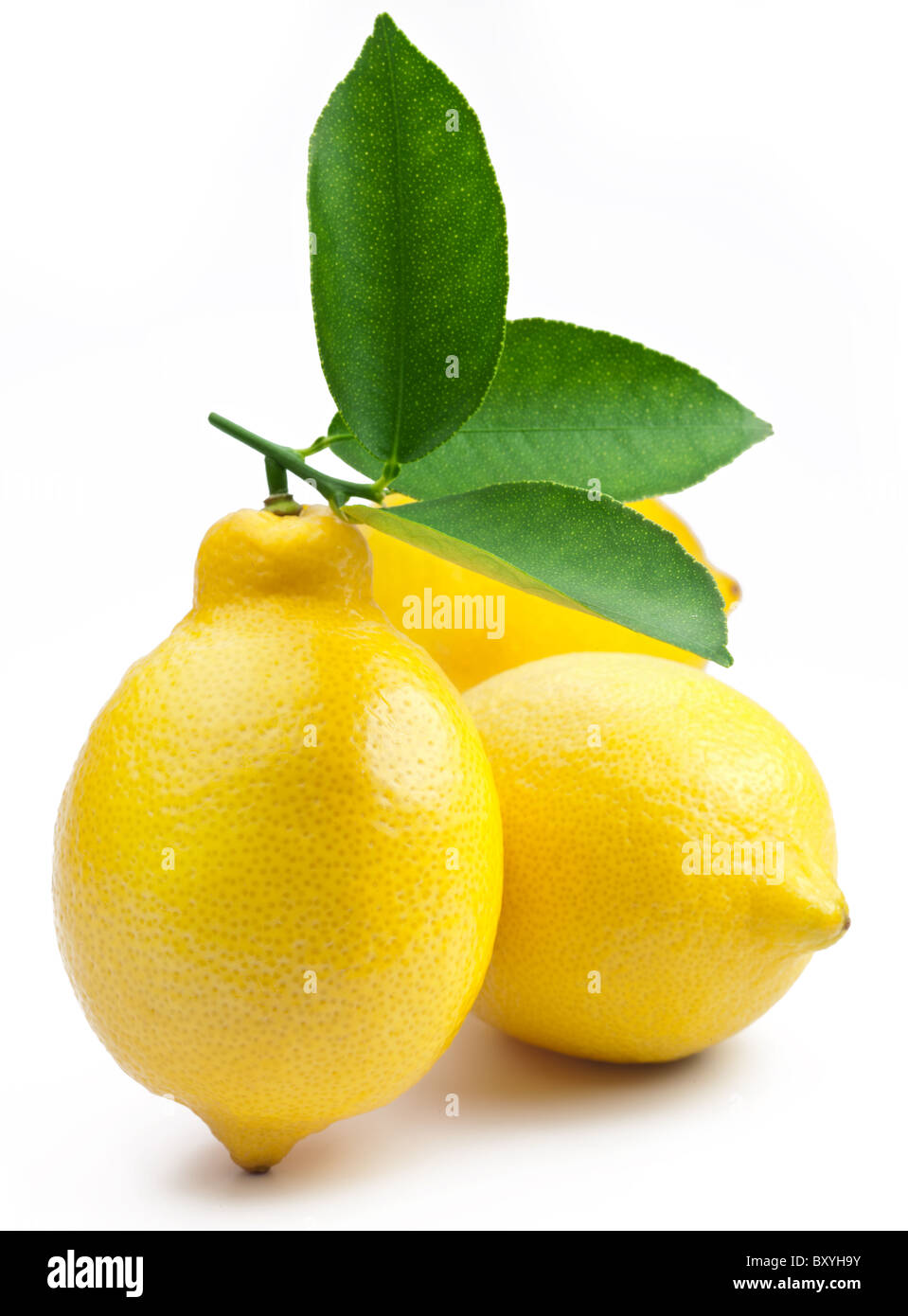 High-quality photo ripe lemons on a white background Stock Photo