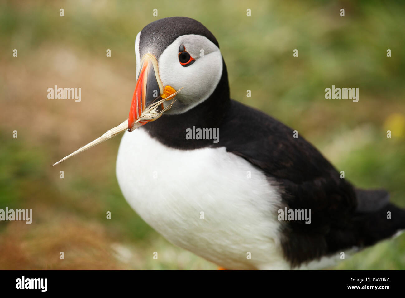 A Puffin with nesting material in its beak Stock Photo - Alamy