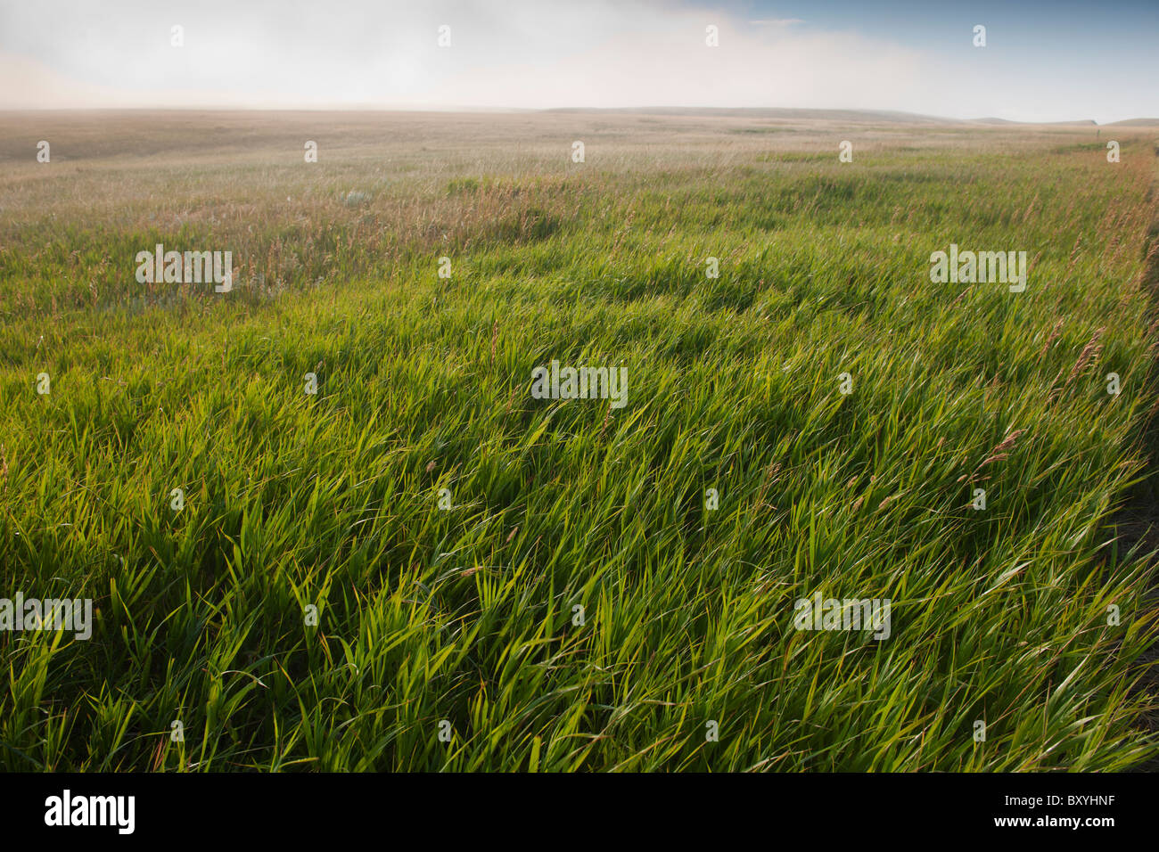 Prairie grass Stock Photo