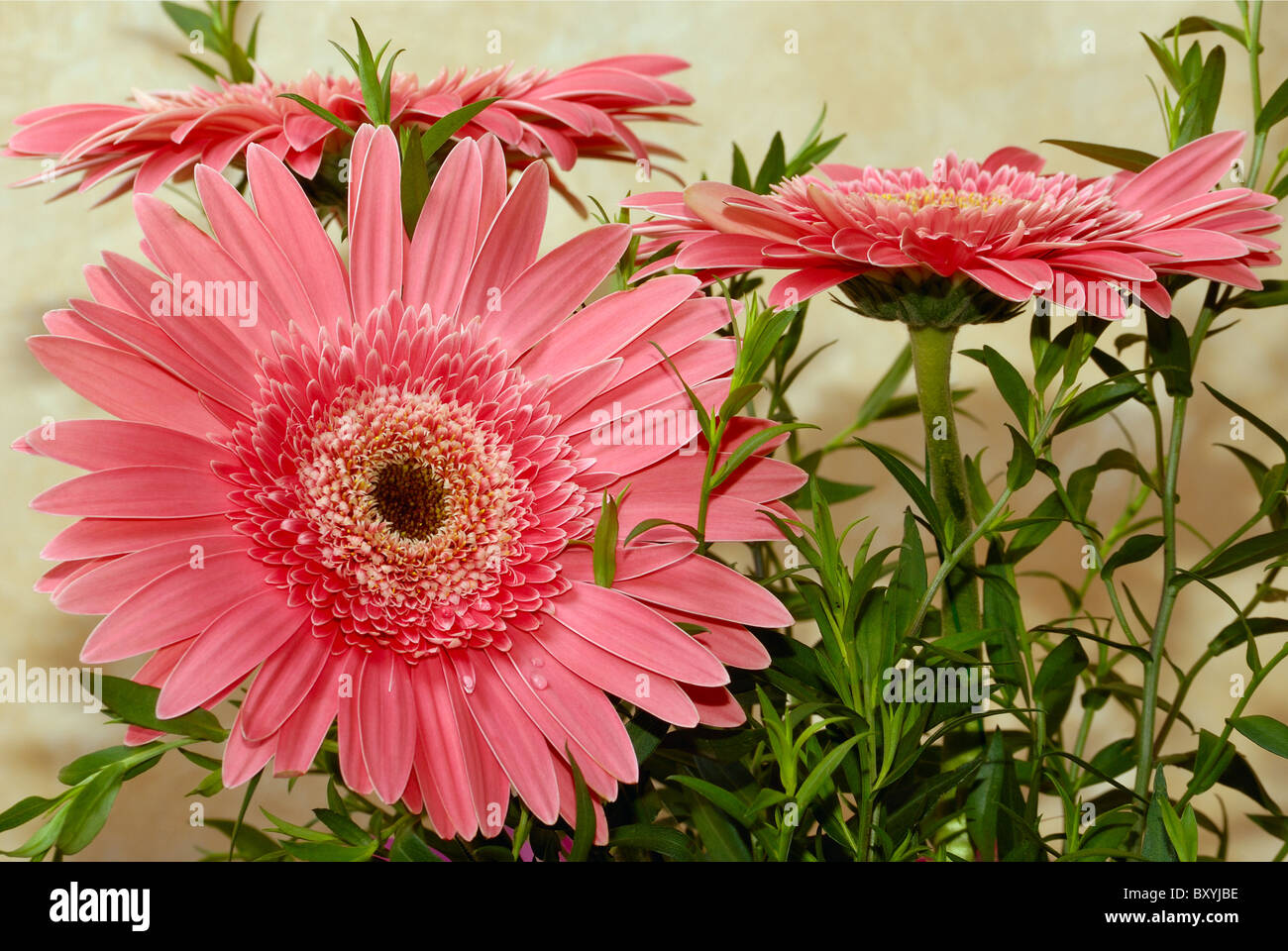 Pink Gerbera beautiful pink gerbera with drops. close-up Stock Photo - Alamy
