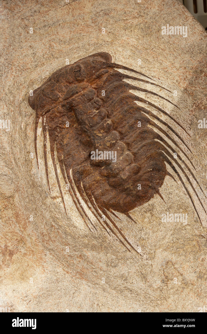 Selenopeltis Trilobite Fossil Stock Photo