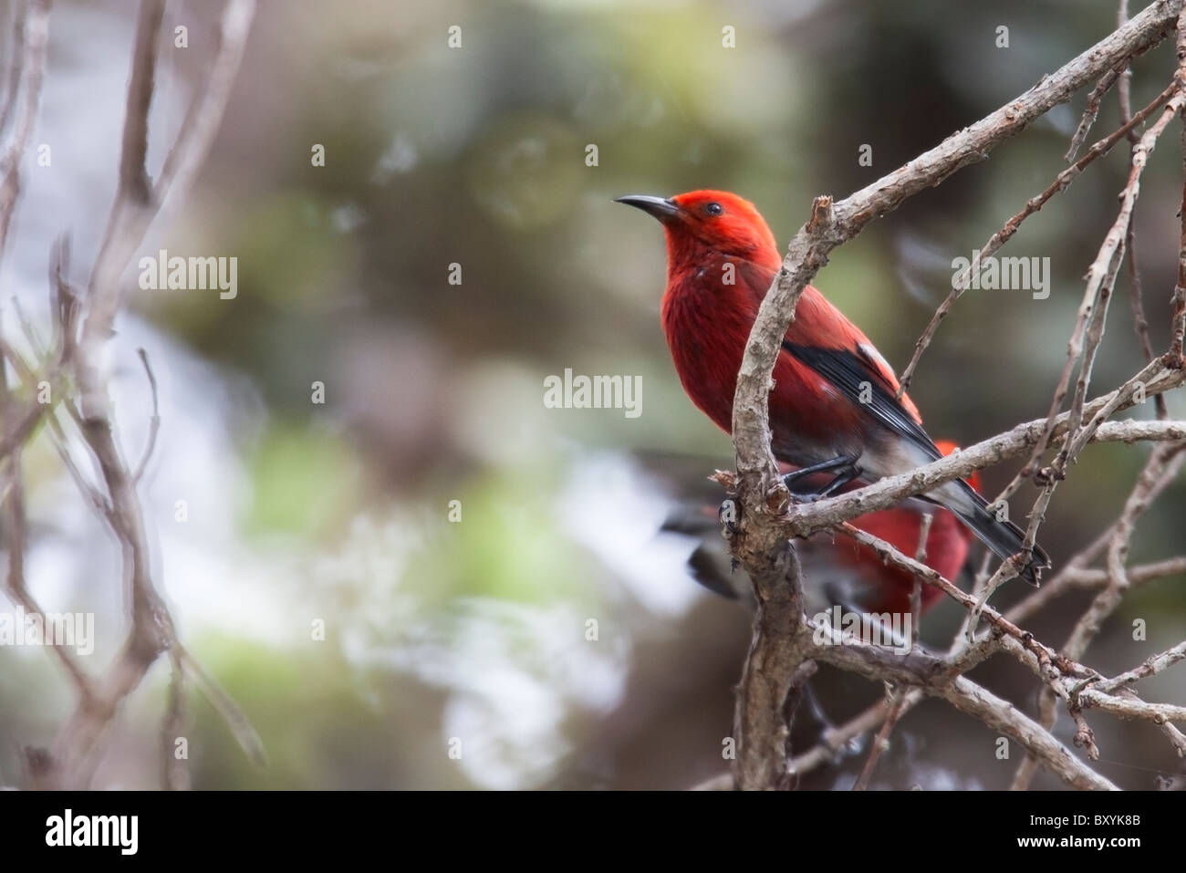 Apapane (Himatione sanguinea sanguinea), Common subspecies Stock Photo