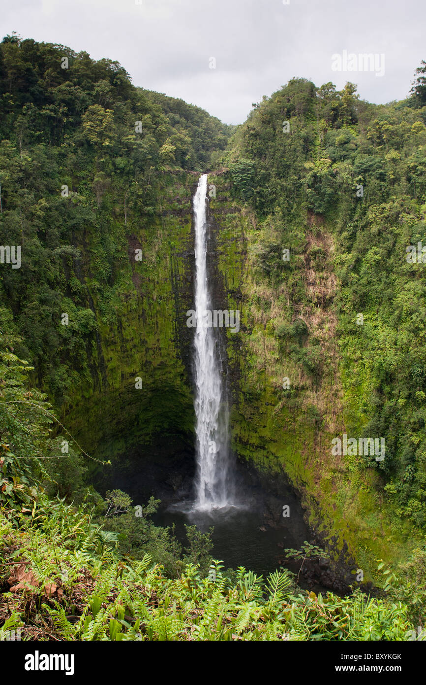 Akaka Falls in Akaka Falls State Park, Honomu, Hawaii Stock Photo Alamy