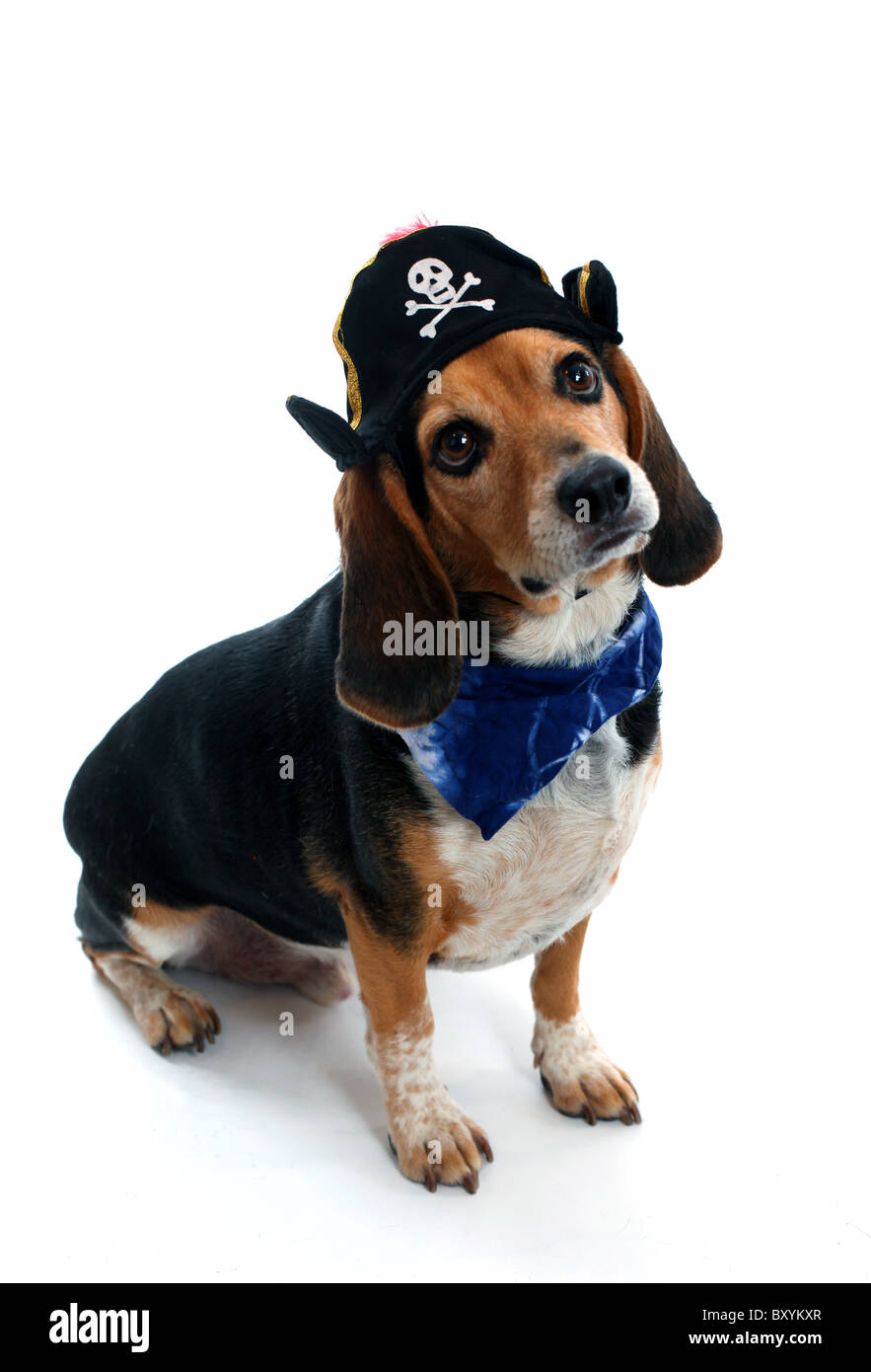 Beagle top dog costume