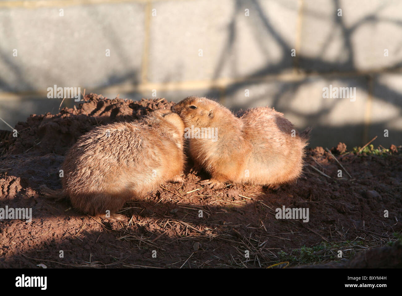 Do Red Tailed Hawks Eat Prairie Dogs