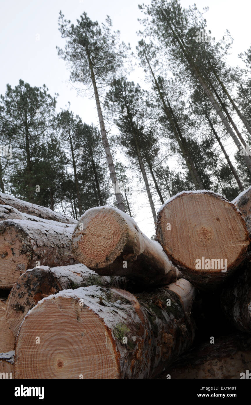 Ends of logs piled up under majestic pine trees covered in a dusting of snow on Cannock Chase, Staffordshire Stock Photo