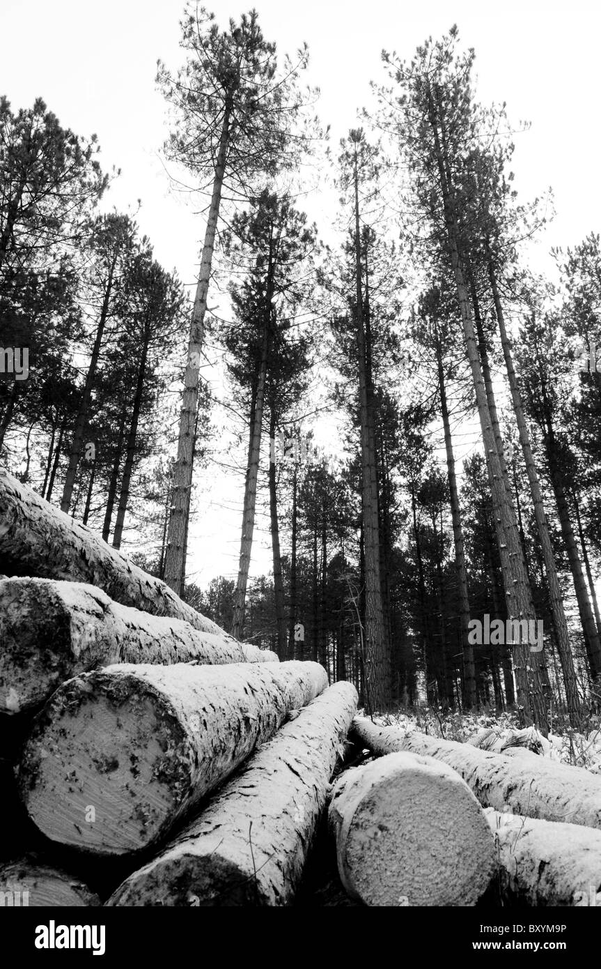 Black and white shot of piled up felled pine trees in the snow at Cannock Chase in Staffordshire Stock Photo