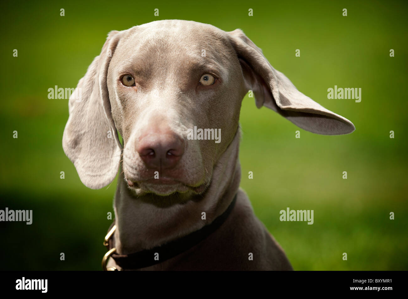 A young male Weimaraner Stock Photo