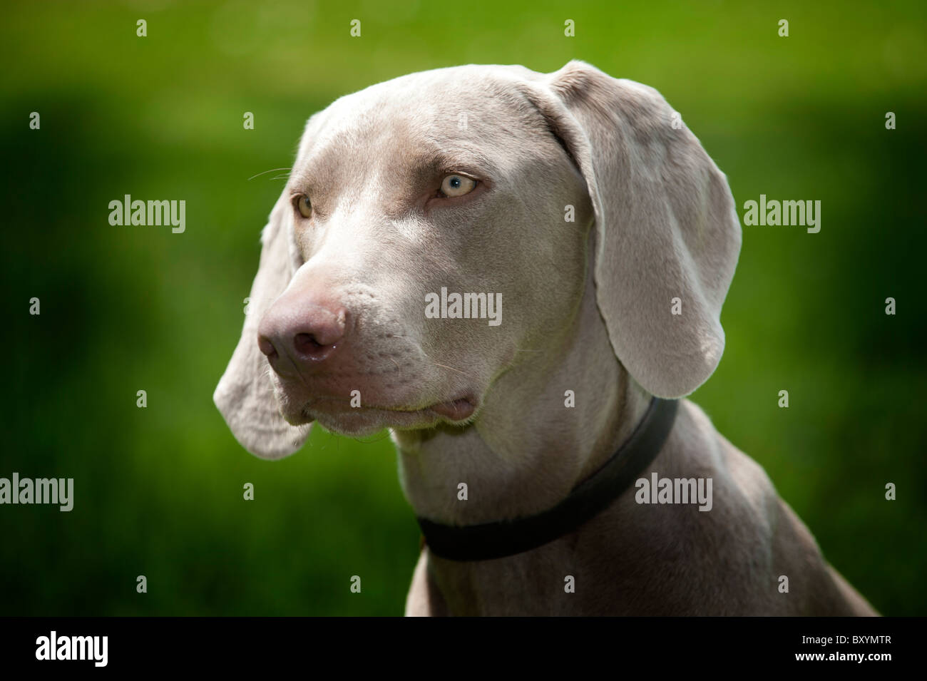 A young male Weimaraner Stock Photo