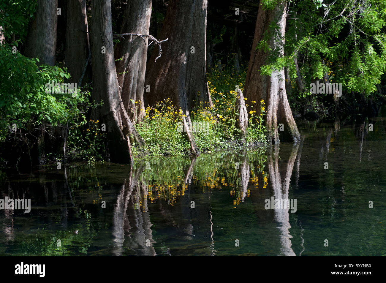 Manatee Springs along the Suwannee River North Florida Stock Photo Alamy