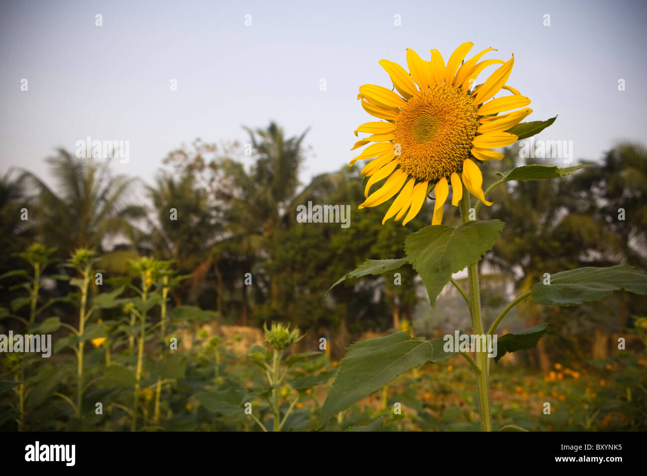Bangladesh sunflower hires stock photography and images Alamy
