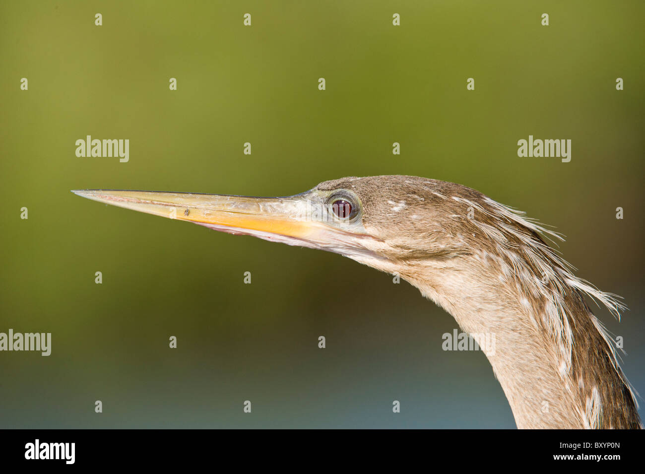 Anhinga portrait. Everglades, USA Stock Photo - Alamy