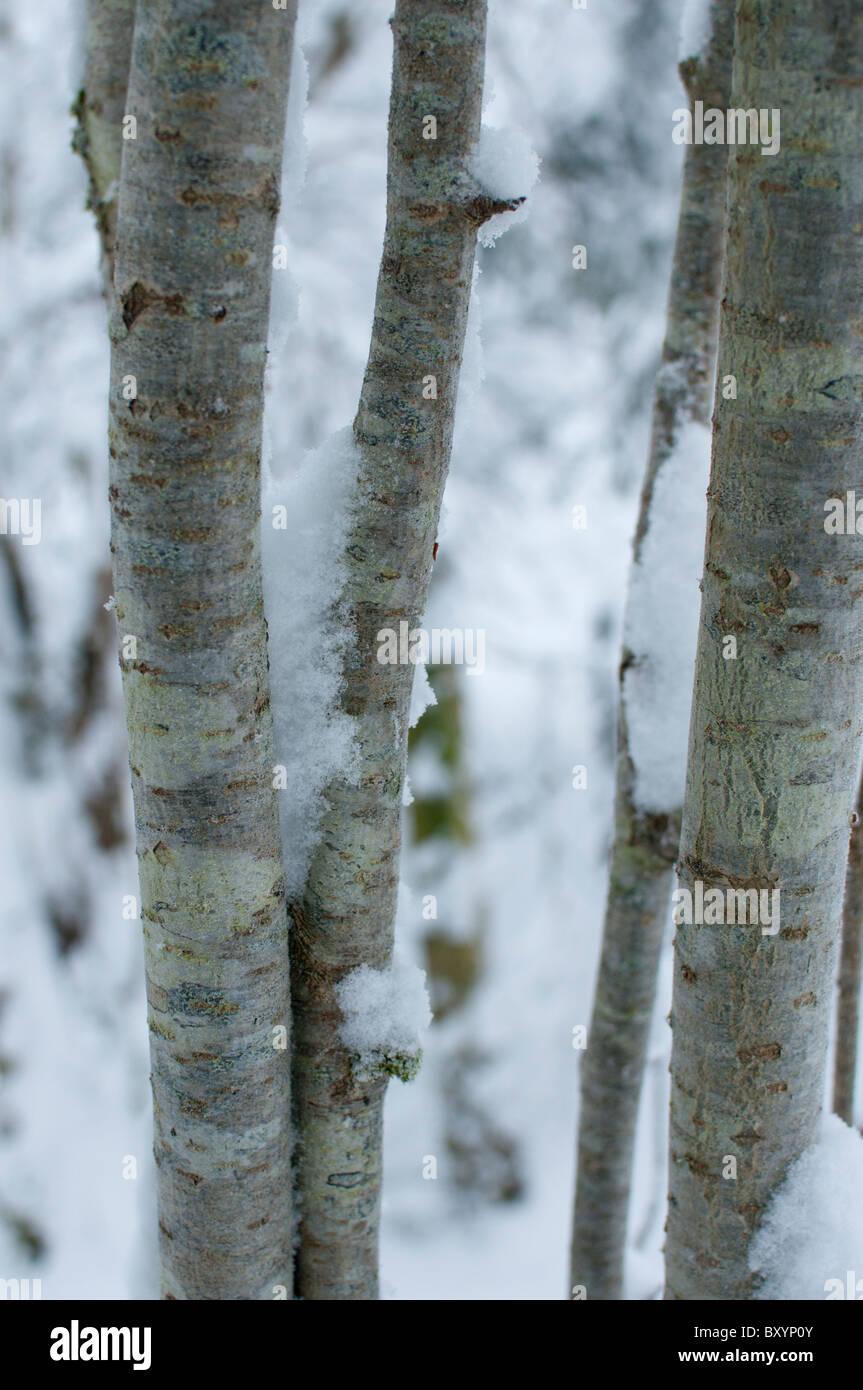 thin trunks of trees Stock Photo Alamy