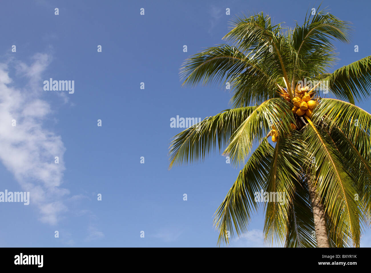 Golden colored coconuts grow on the palm tree in the tropics against a blue sky. Room for copy on left. Stock Photo