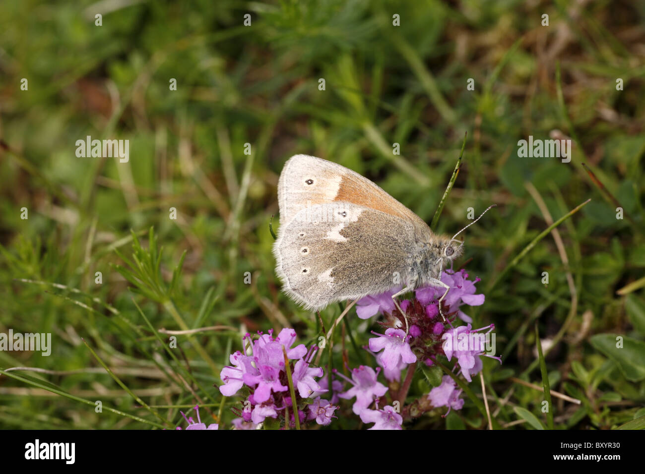 Large Heath Butterfly, Coenonympha tullia scotica, feeding on Thyme in West Perthshire Stock Photo