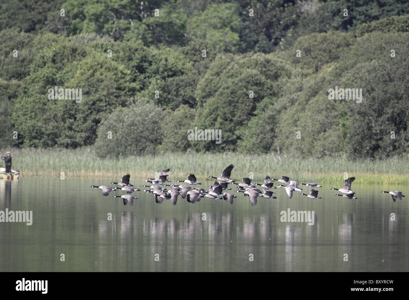 Canada Goose, Branta canadensis, flying over Scottish loch in Northern Perthshire Stock Photo