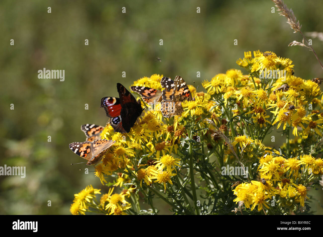 Painted Lady, Vanessa cardui, four feeding on Ragwort with Peacock butterfly Stock Photo