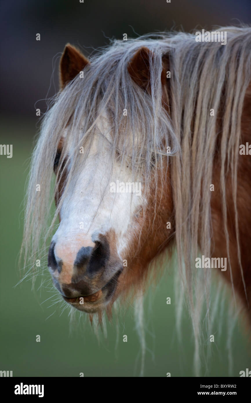 Welsch Mountain Pony - Descendant of the ancient Celtic mountain pony which lived wild in the hills of Wales for centuries Stock Photo