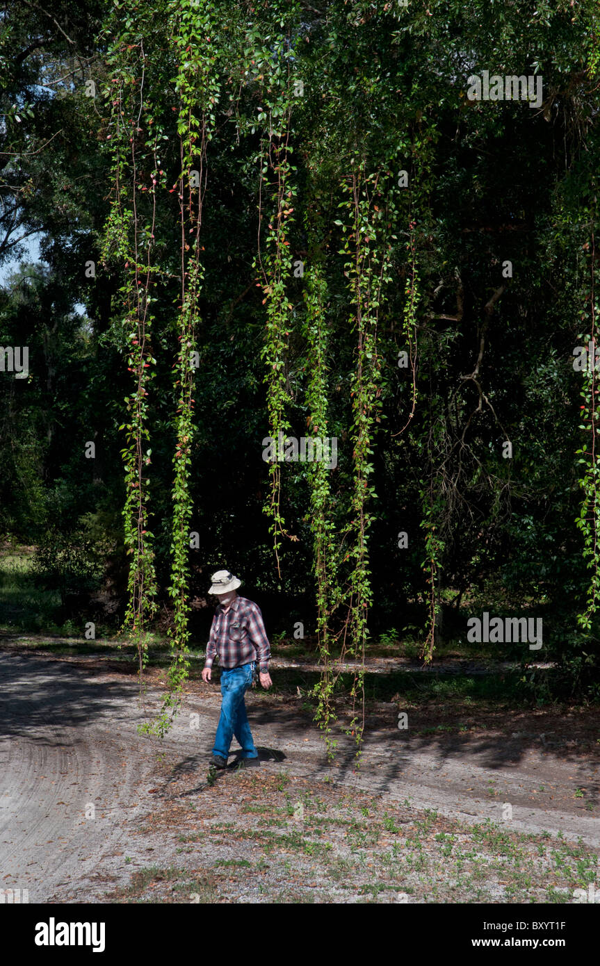 long vines hanging from trees in driveway North Florida Stock Photo - Alamy