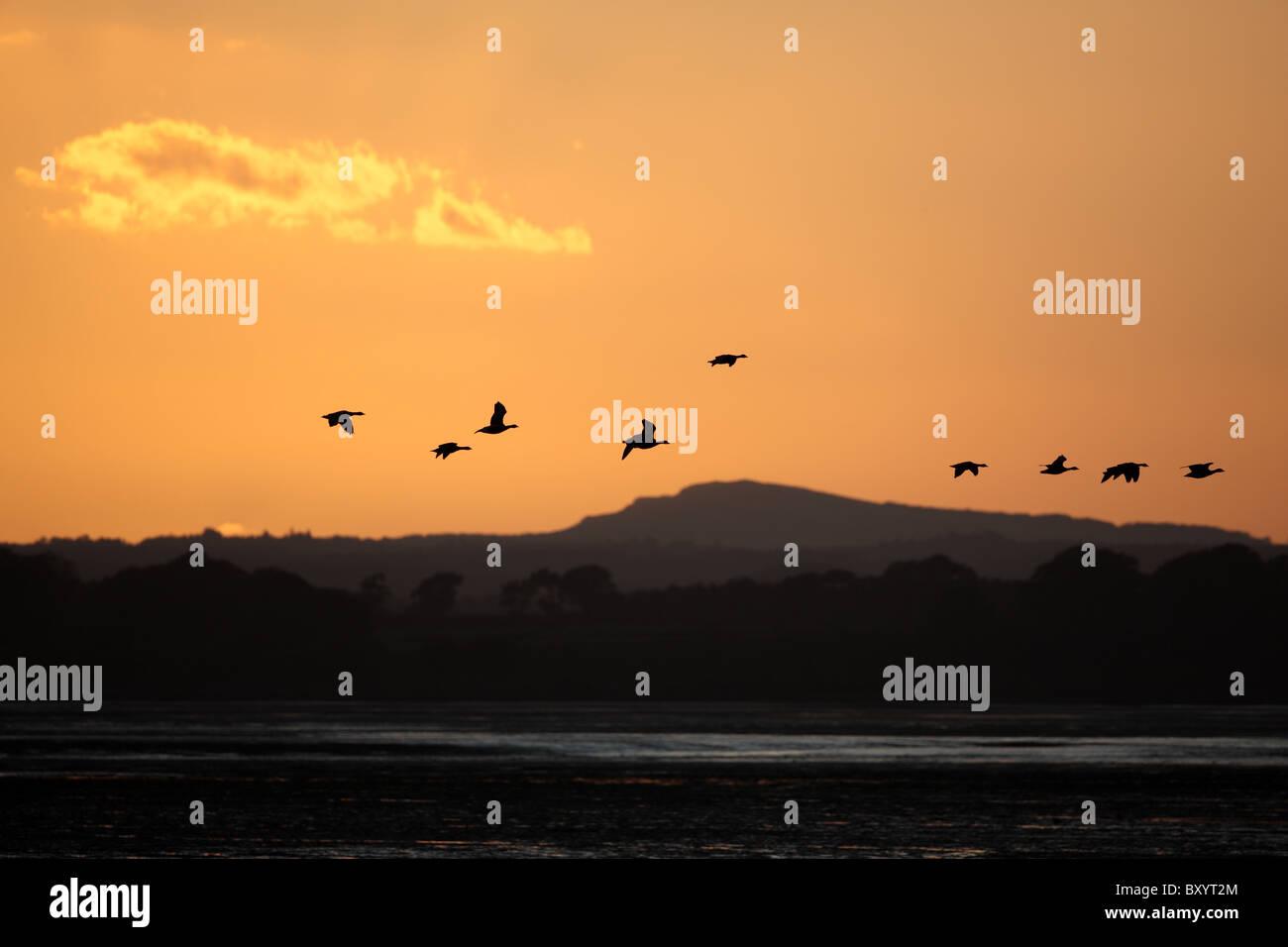 Pink-footed Geese, Anser brachyrhynchus, flying to roost at Montrose Basin, Angus, Scotland Stock Photo