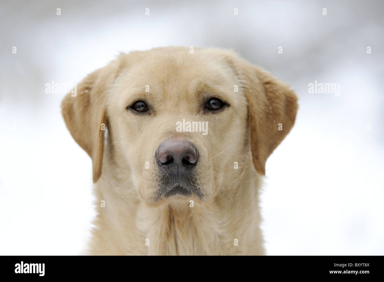 Labrador Retriever on a shoot Stock Photo