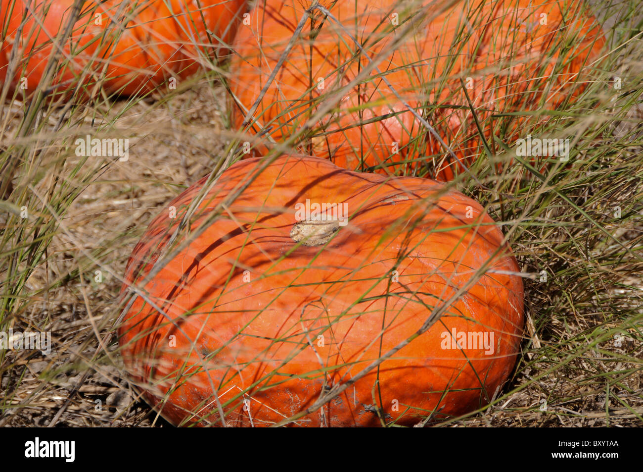 Pumpkins in Grass Stock Photo - Alamy
