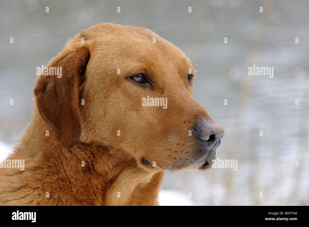 orange labrador