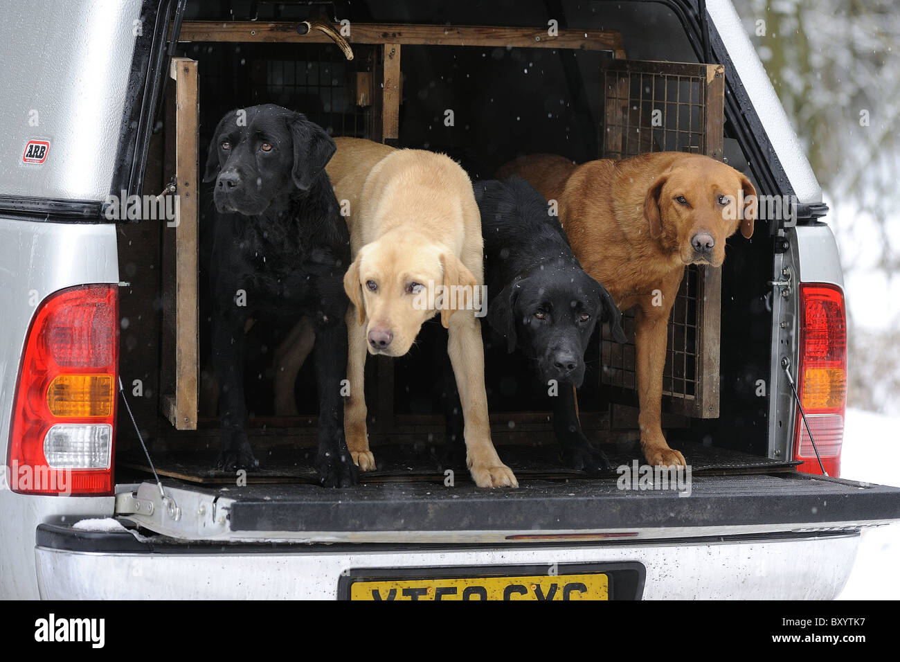 Labrador retriever in back vehicle hires stock photography and images