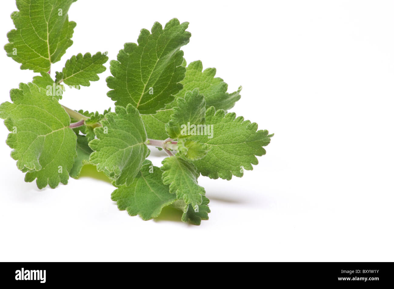 Close-up of Musk bush (Tetradenia riparia) cutting on white background Stock Photo