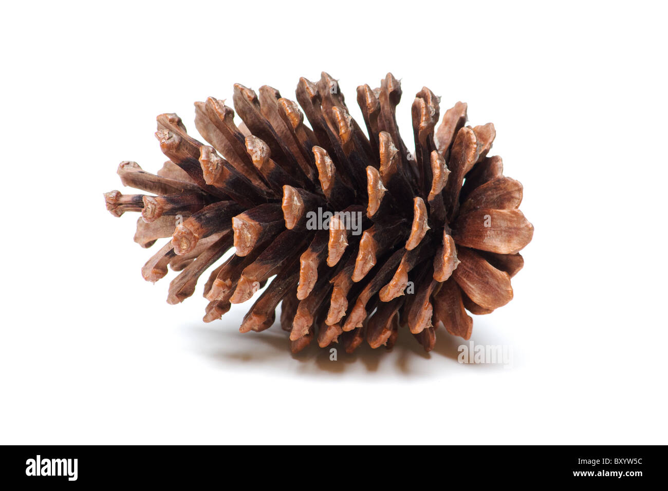 Pine cone close-up on white background Stock Photo